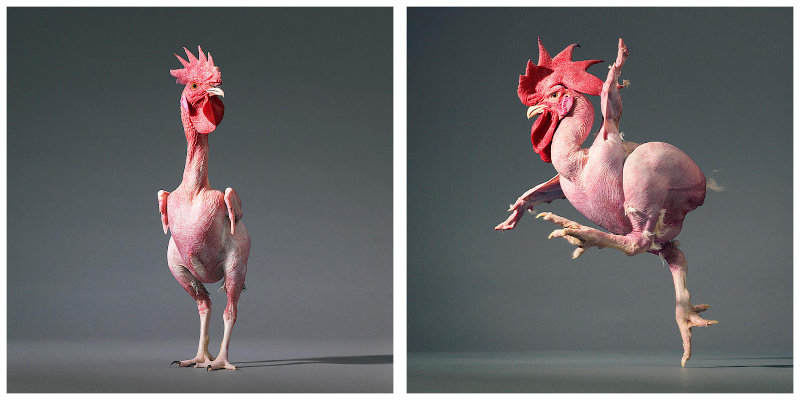 Illustration for article titled Tim Flach's intimate animal portraits reveal nature's human side